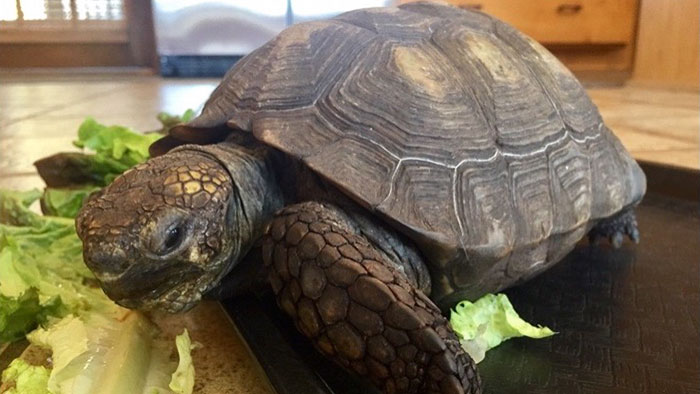 Woman Received A Pet Tortoise For Her 10th Birthday And They've Been Together For 56 Years