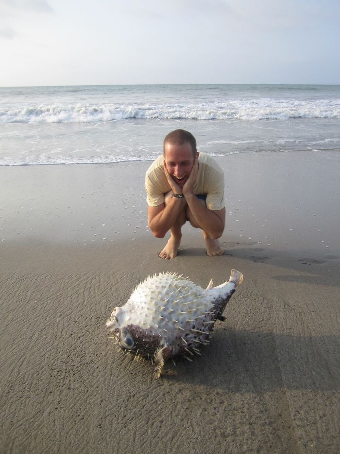 Finding A Stranded Puffer Fish On The Shores