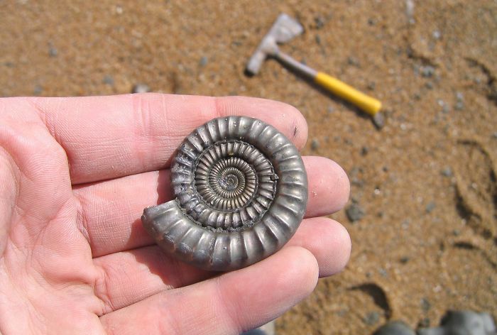 Fósil de Amonites convertido en pirita en una playa inglesa