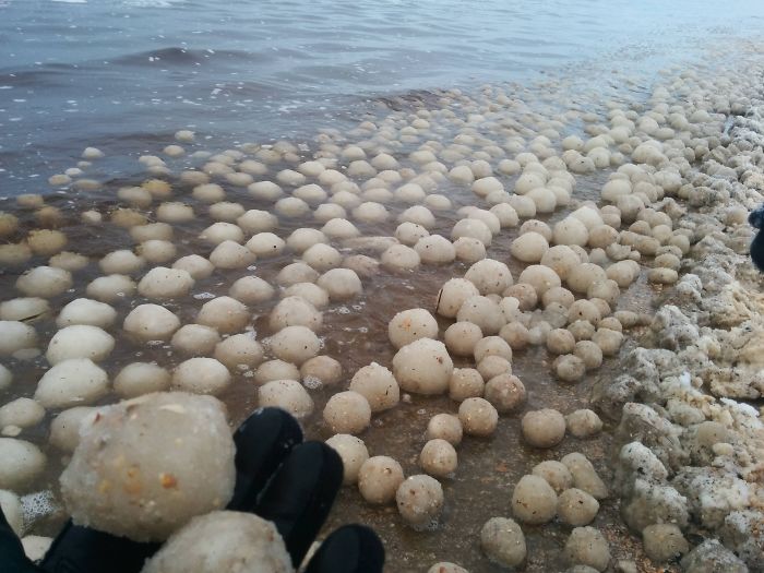 Want To The Beach Right After It Had Snowed And Found Thousands Of Snow Balls Floating In The Water