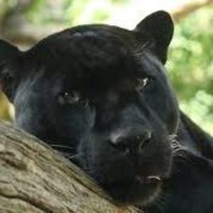 crystal_champagne avatar