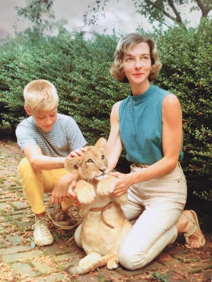Mi padre y su madre veterinaria con el león que criaron durante 2 años, 1959