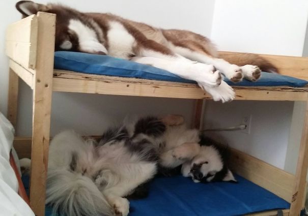 How To Keep 250 Lbs Of Malamute Out Of Your Bed