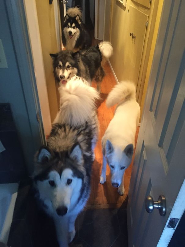 Even Walking Around The House Is Difficult When You Own 3 Malamutes And A Husky
