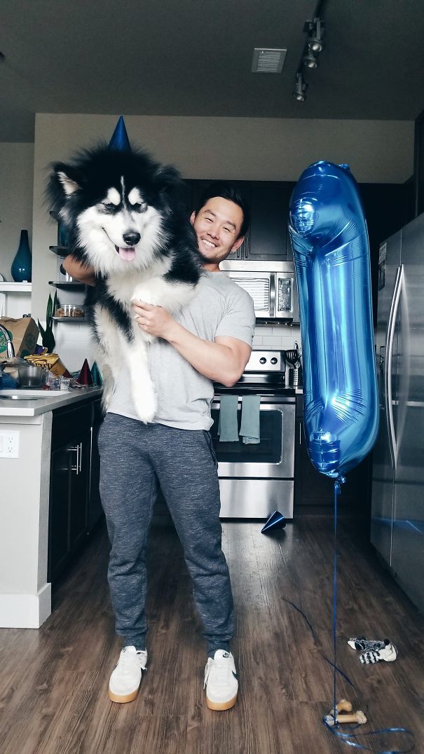 My Malamute Just Turned 1, So We Celebrated With Balloons, Hats, And Carrot Cupcakes