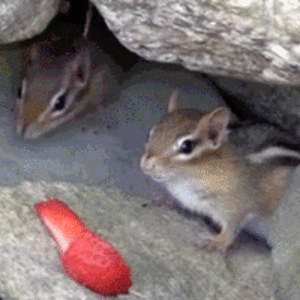 yarazzstuamer avatar