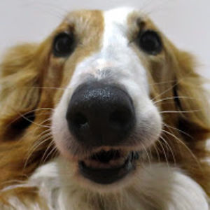 irenerodrguez avatar