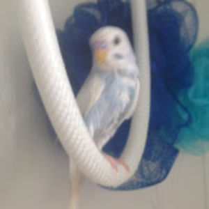 angelwilliams avatar