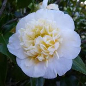 judithtrees61 avatar