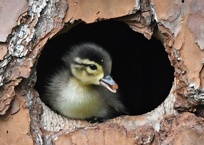 Duckling Gets Raised By An Owl And The Photos Are Adorable