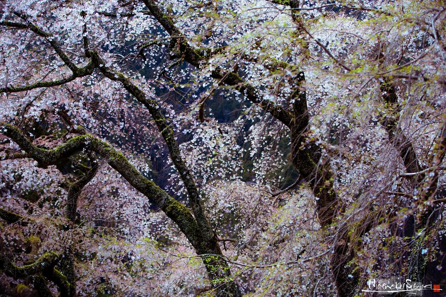 Japan's Oldest Cherry Tree