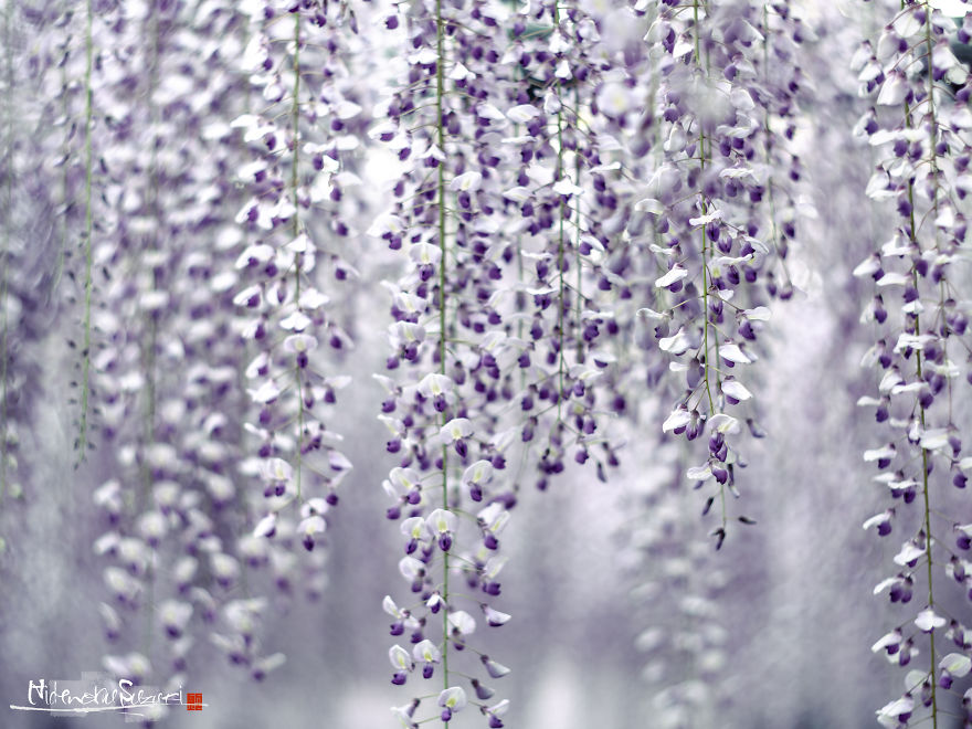 I Photographed The Cool Wisteria.