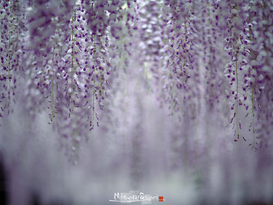 I Photographed The Cool Wisteria.