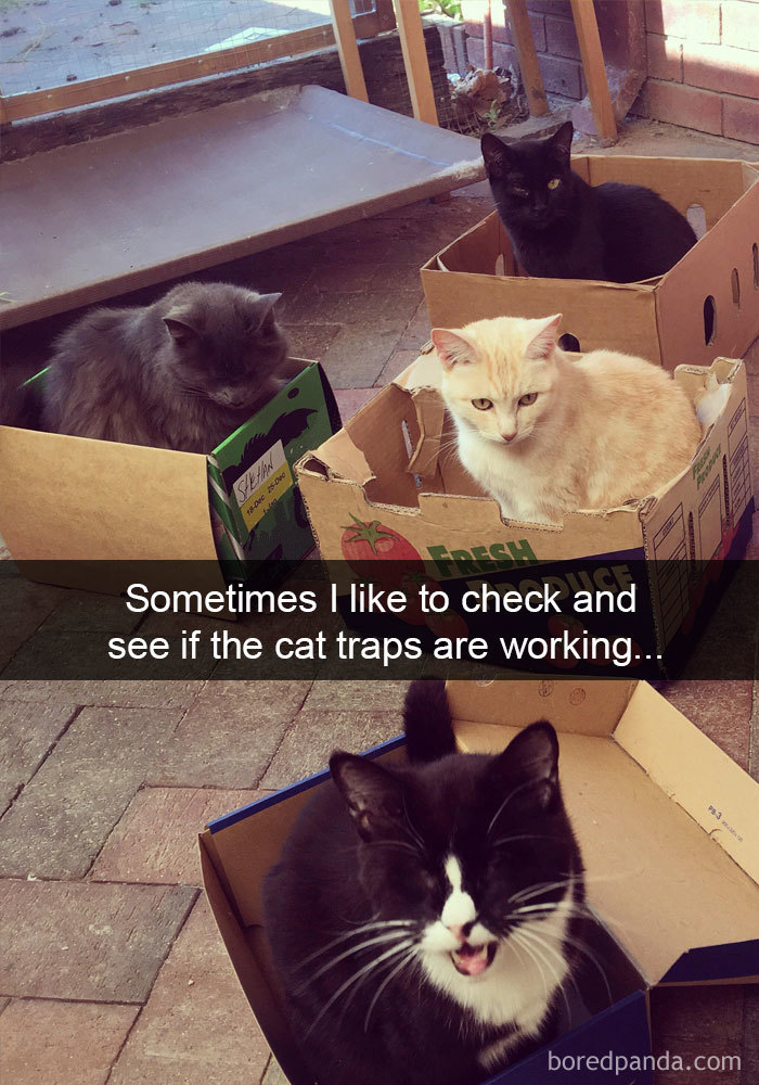 Cat-Snapchats