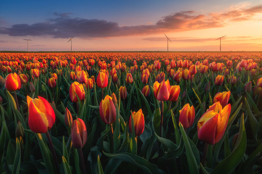 Amazing Footage Of The Dutch Tulips