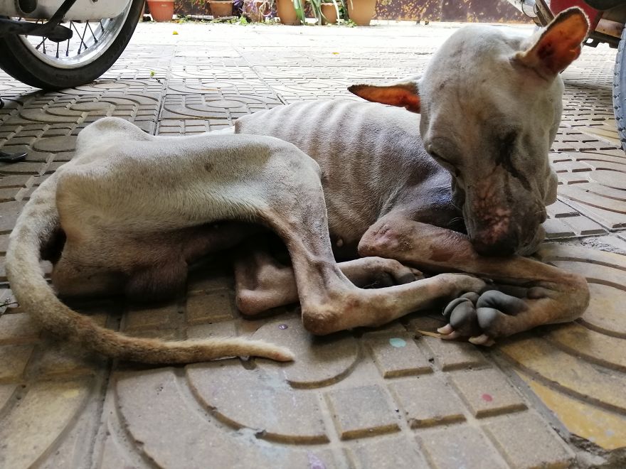 A Miracle Saved This Blind, Starved Dog From A Tragic Fire In Cambodia A Miracle Saved This Blind, Starved Dog From A Tragic Fire In Cambodia