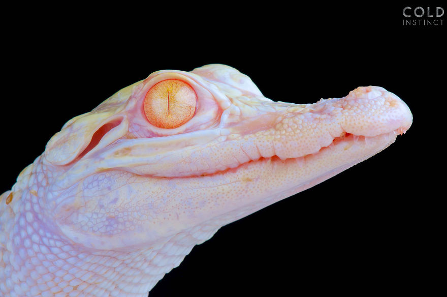 Alligator Mississippiensis Albino