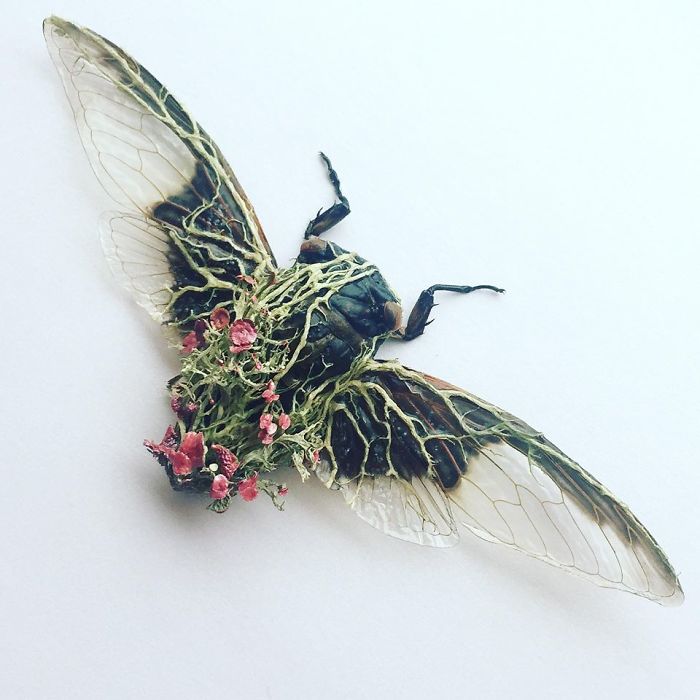 Cicada Art - Camouflage