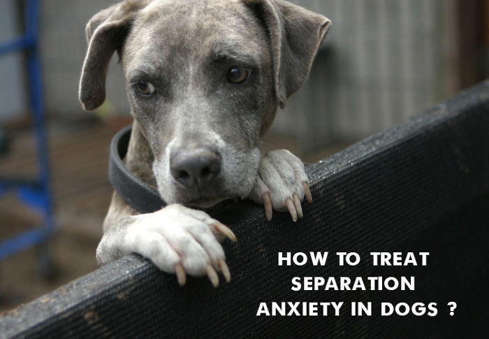 How To Help Your Dog With Separation Anxiety