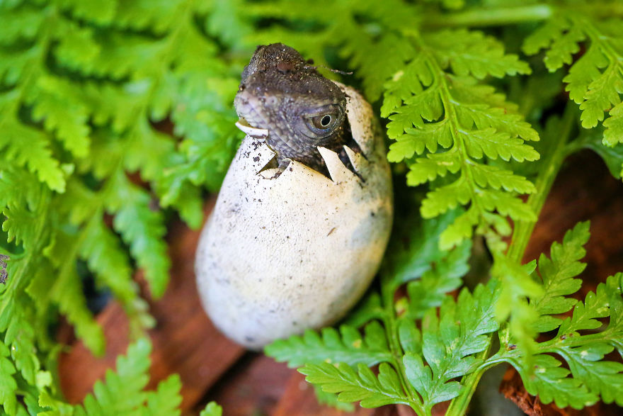 Last Year In November, We Found Eastern Water Dragon Eggs Laid In One Of Our Flower Pots And We Took Good Care Of Them