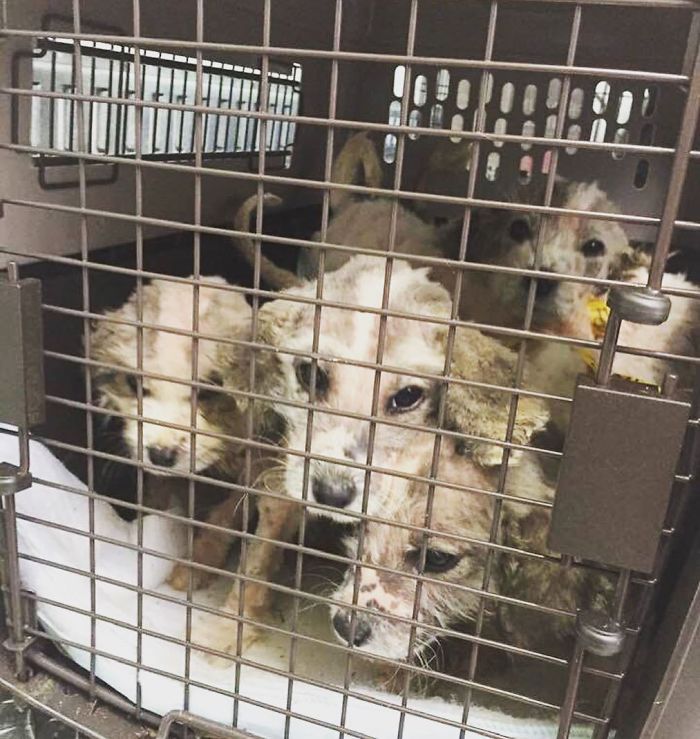 A Man Found Six Abandoned Hairless Puppies And No One Could Tell They're Great Pyrenees
