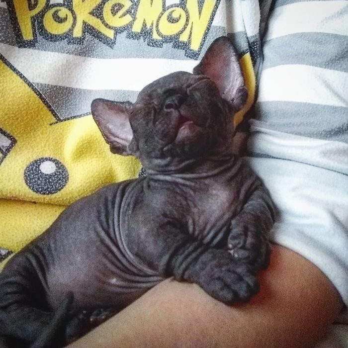 A person with Pokémon sweater holding a dark gray Sphynx cat