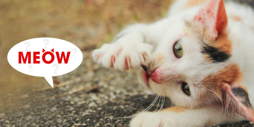 7 Interesting Reasons Why Your Cat Meowing At You