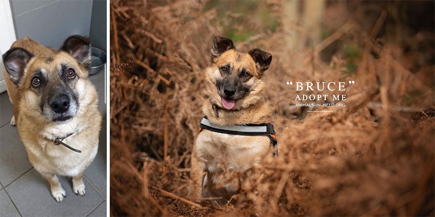 Can A Photo Save A Life? I Photograph Shelter Dogs To Find Out
