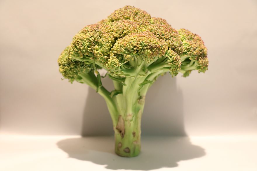 Coral Reefs Or Broccoli?