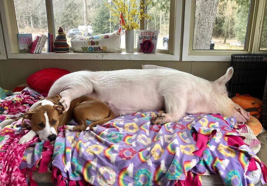 Couple Thinks They Adopted A Mini-Pig, Keeps Her As A Pet Even After It Grows To Be 650 Lbs