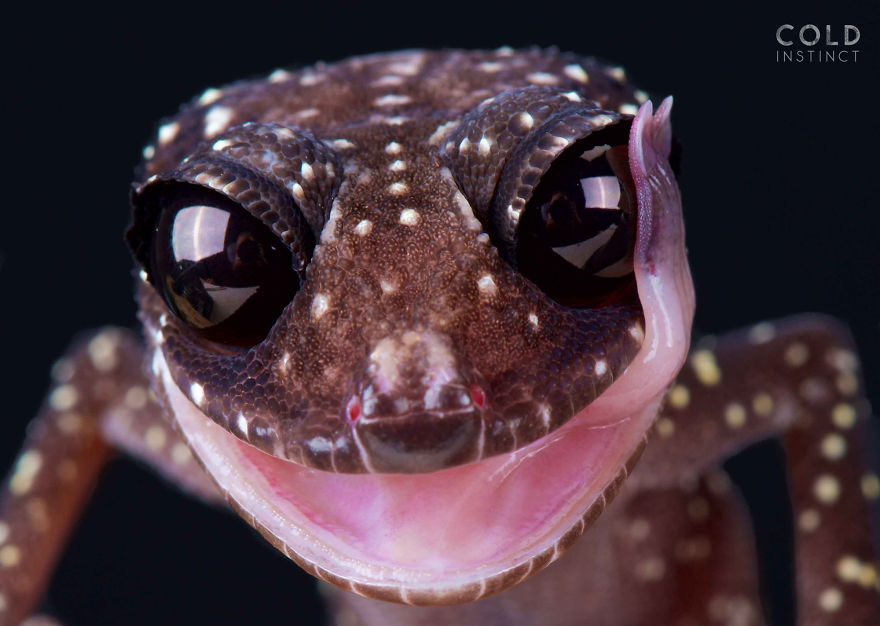 Masobe Gecko