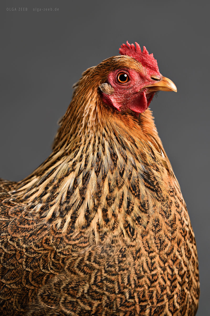 Meet My Chicken Friends! An Extraordinary Visit To The Studio.