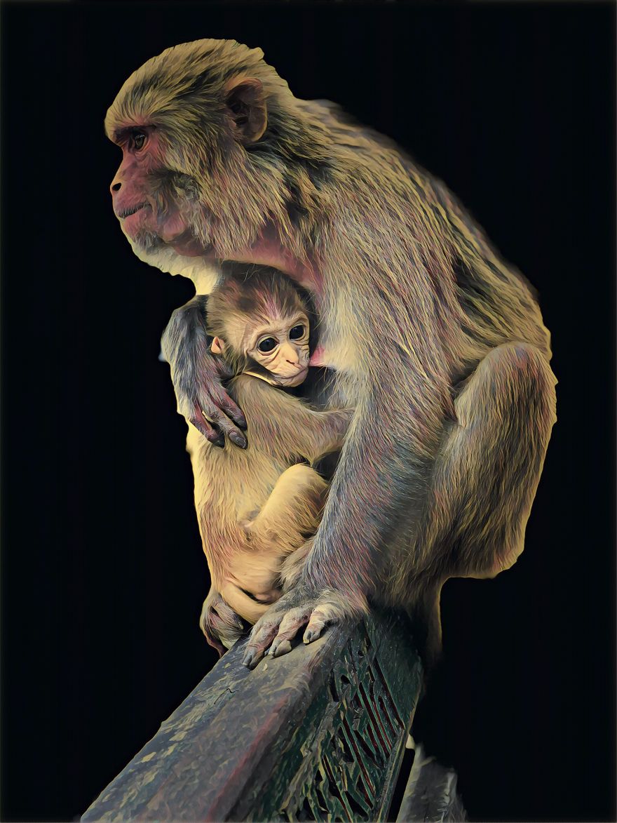 Monkey Love: Portrait Mode