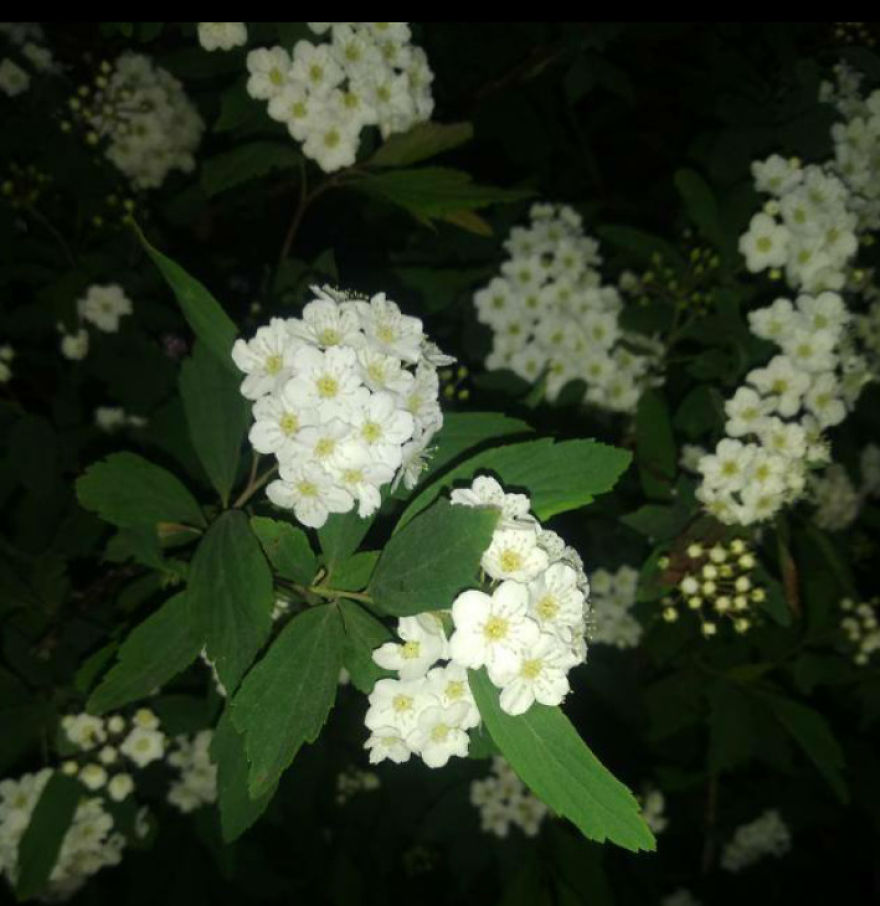 Flowers - The Divine Creatures
