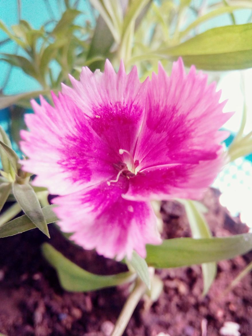 Flowers - The Divine Creatures