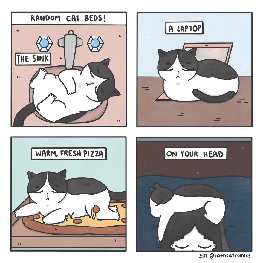Random Cat Beds