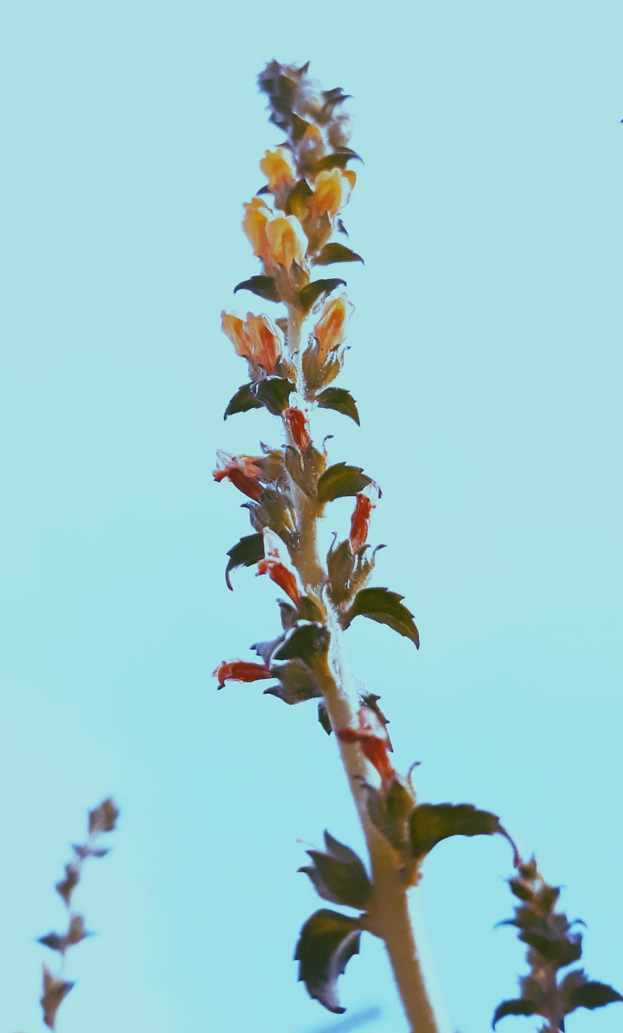 I Just Turn Simple Flowers Into Cool Looking Photography