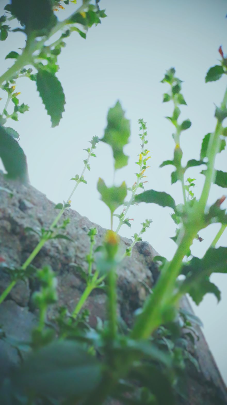 I Just Turn Simple Flowers Into Cool Looking Photography