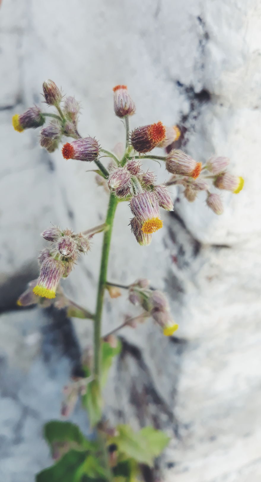 I Just Turn Simple Flowers Into Cool Looking Photography