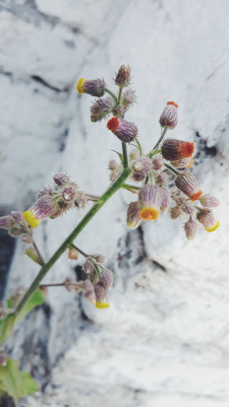 I Just Turn Simple Flowers Into Cool Looking Photography