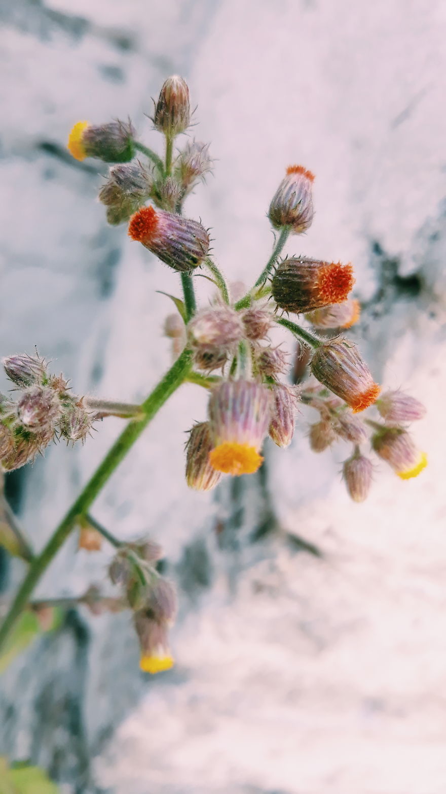 I Just Turn Simple Flowers Into Cool Looking Photography