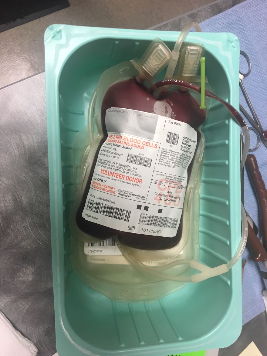 Today My Dog Donated Blood And I Took A Few Photos To Show How Easy It Is