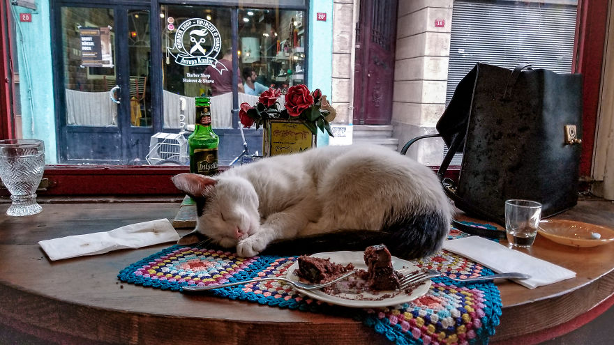 Hooked on ice cream, stray cat finds residence in Turkish cafe