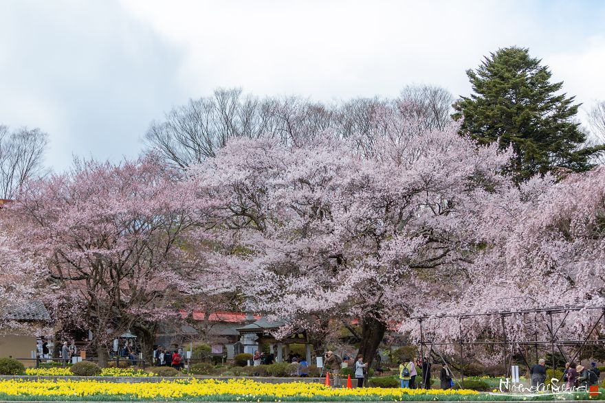 Japan's Oldest Cherry Tree