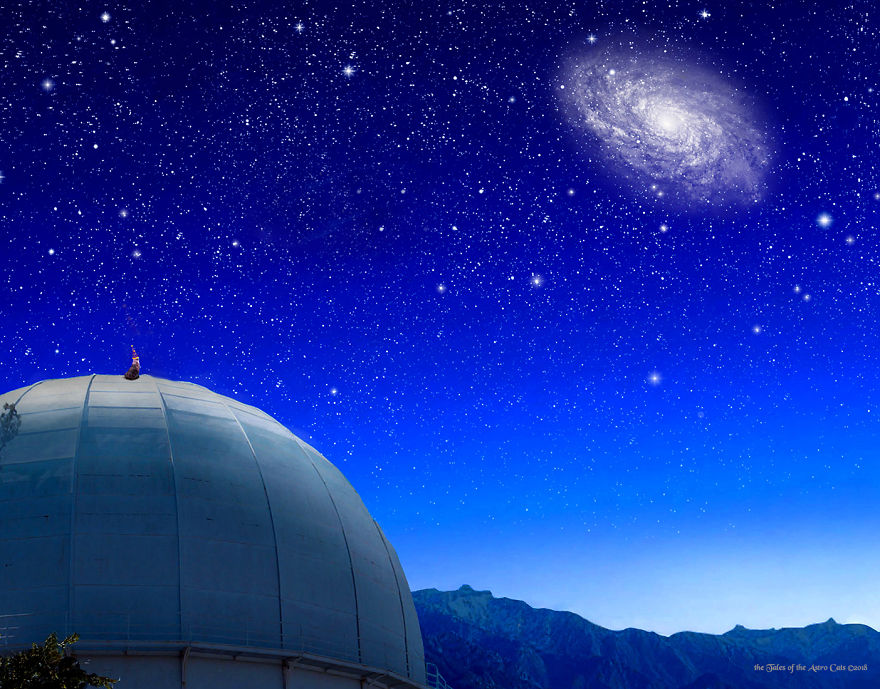 A Husband And Wife Collaboration Brings About A Book Inspired By The Love Of Their Family Cats And Astronomy A Husband And Wife Collaboration Brings About A Book Inspired By The Love Of Their Family Cats And Astronomy