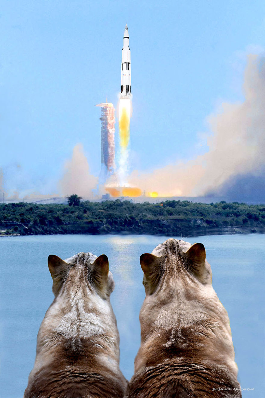 A Husband And Wife Collaboration Brings About A Book Inspired By The Love Of Their Family Cats And Astronomy A Husband And Wife Collaboration Brings About A Book Inspired By The Love Of Their Family Cats And Astronomy