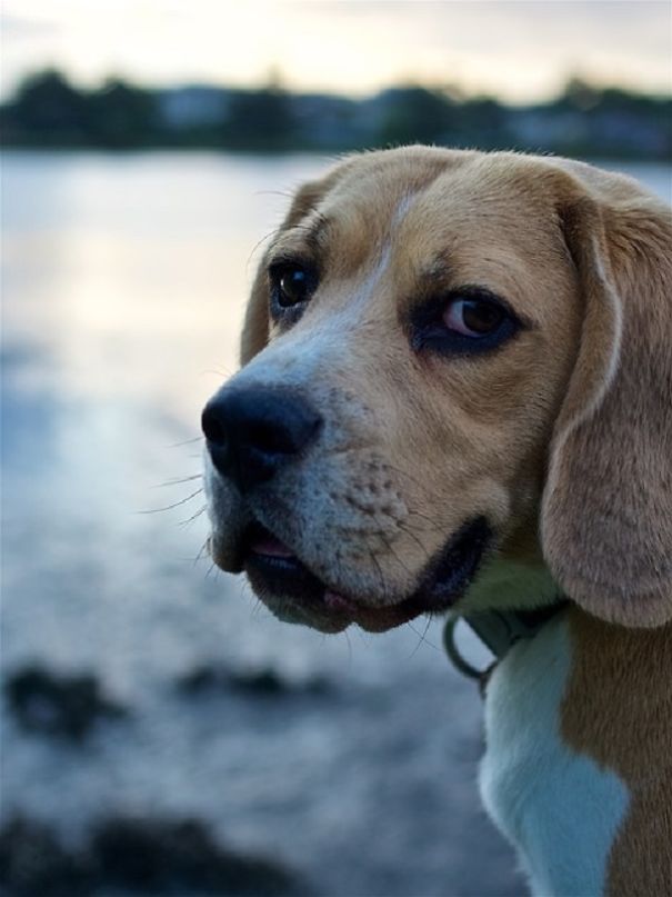 Over 100 Beagle Dogs Rescued From Michigan Democrats Bankrupt Company