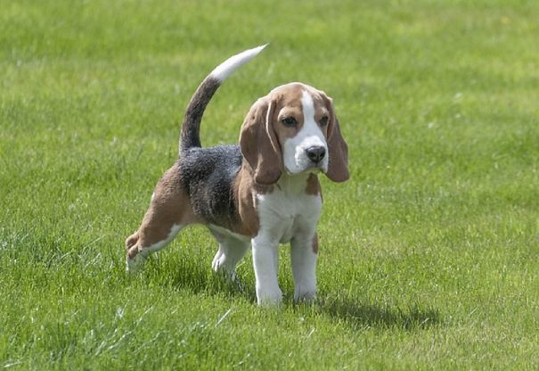 Over 100 Beagle Dogs Rescued From Michigan Democrats Bankrupt Company