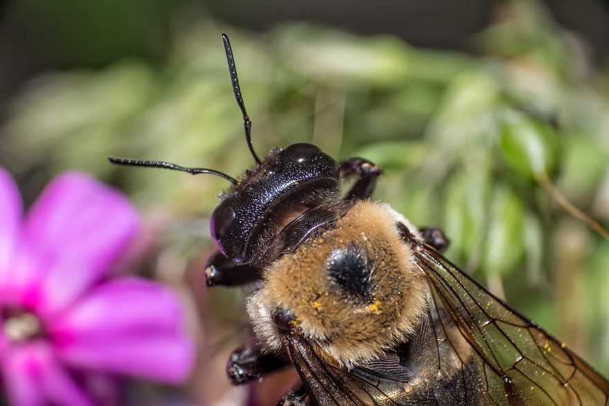 I Capture Bees In My Macro Photos