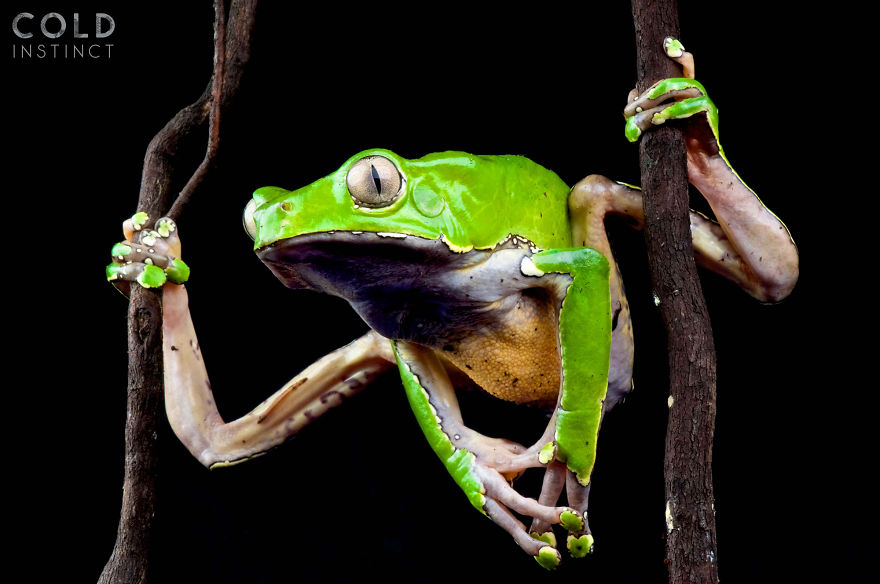 Giant Monkey Frog